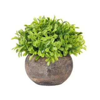 Plante mici în interior cu ghivece